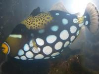 Fish for Sale