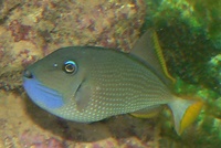 Fish for Sale