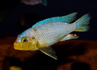Kent rift cichlids Rift Valley cichlids import from Germany