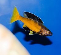 Kent rift cichlids Rift Valley cichlids import from Germany