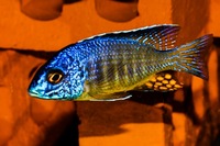 Kent rift cichlids Rift Valley cichlids import from Germany