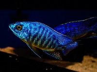 Kent rift cichlids Rift Valley cichlids import from Germany