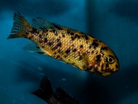 Kent rift cichlids Rift Valley cichlids import from Germany