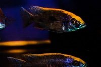 Kent rift cichlids Rift Valley cichlids import from Germany