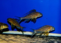 Kent rift cichlids Rift Valley cichlids import from Germany