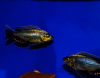 Kent rift cichlids Rift Valley cichlids import from Germany