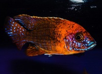 Kent rift cichlids Rift Valley cichlids import from Germany
