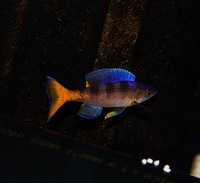 Kent rift cichlids Rift Valley cichlids import from Germany