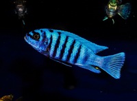 Kent rift cichlids Rift Valley cichlids import from Germany