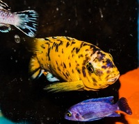 Kent rift cichlids Rift Valley cichlids import from Germany
