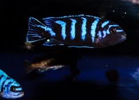 Kent rift cichlids Rift Valley cichlids import from Germany