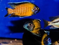 Kent rift cichlids Rift Valley cichlids import from Germany