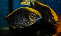 Kent rift cichlids Rift Valley cichlids import from Germany