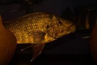 Kent rift cichlids Rift Valley cichlids import from Germany