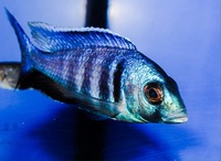 Kent rift cichlids Rift Valley cichlids import from Germany