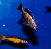 Kent rift cichlids Rift Valley cichlids import from Germany