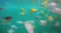 Angels, Platies, Mollies and Tetra
