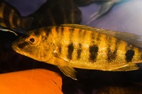 Kent rift cichlids Rift Valley cichlids import from Germany