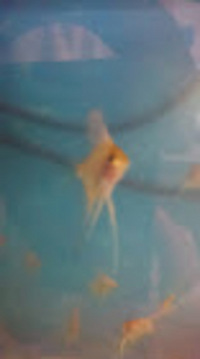 Angels, Platies, Mollies and Tetra