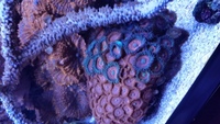 Black AquaReef 300 marine tank for sale including all equipment, fish & coral.