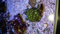 Black AquaReef 300 marine tank for sale including all equipment, fish & coral.