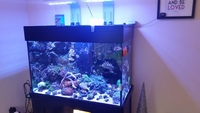 Black AquaReef 300 marine tank for sale including all equipment, fish & coral.