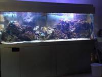 For sale - Marine tank, fish, live rock, etc 7.6 x 2 x 2.6
