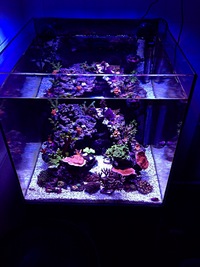 Live rock in TMC 450 signature tank&equipment,live stock,Barnsley.