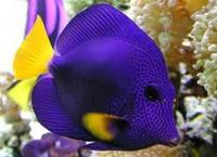 Marine Fish & Invert..