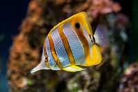 Marine Fish & Invert..