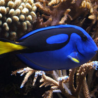 Marine Fish & Invert..