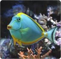 Marine Fish & Invert..