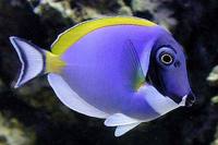 Marine Fish & Invert..