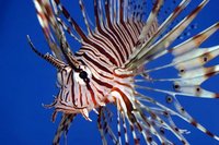 Marine Fish & Invert..
