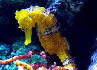Marine Fish & Invert..
