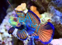 Marine Fish & Invert..