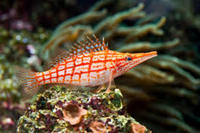 Marine Fish & Invert..