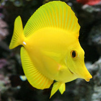 Marine Fish & Invert..