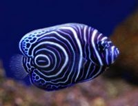Marine Fish & Invert..