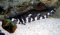 Marine Fish & Invert..