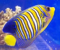 Marine Fish & Invert..
