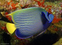 Marine Fish & Invert