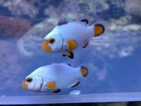 Marine Fish & Invert..