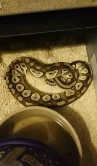 Royal pythons and racks various morphs priced to sell