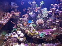 SPS frags and Zoas - Bargain Prices: Brighton.