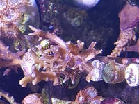 SPS frags and Zoas - Bargain Prices: Brighton.