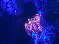 SPS frags and Zoas - Bargain Prices: Brighton.