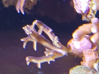 SPS frags and Zoas - Bargain Prices: Brighton.