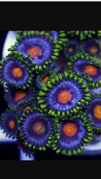 SPS frags and Zoas - Bargain Prices: Brighton.
