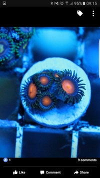 SPS frags and Zoas - Bargain Prices: Brighton.